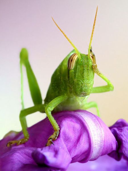 acid_picdump_66.jpg