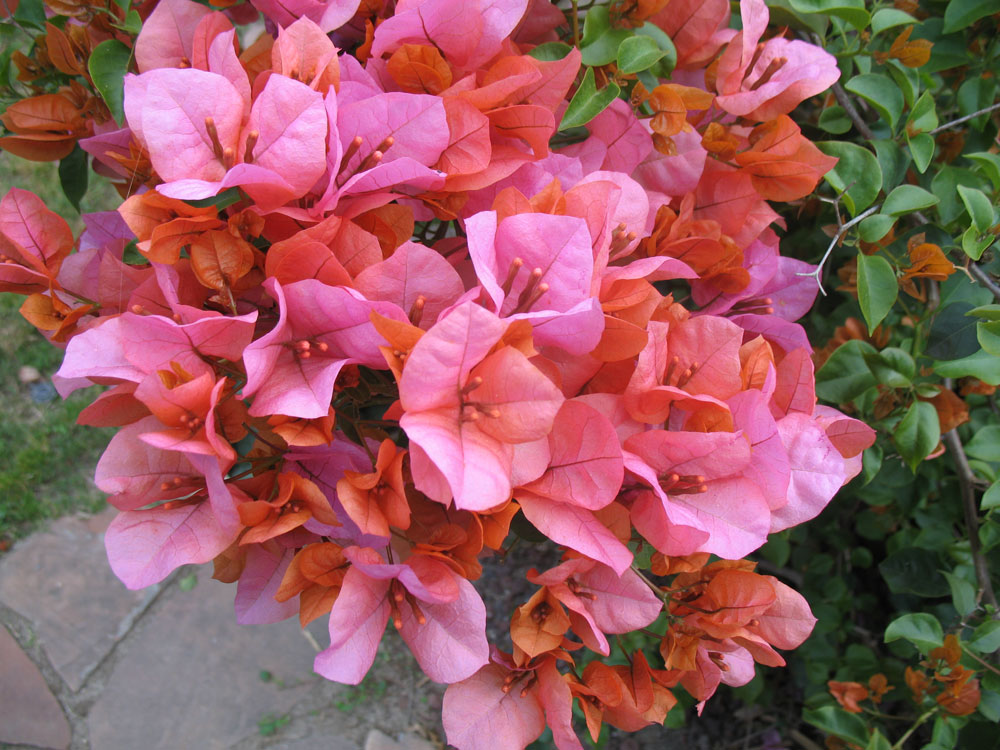 [bloom1.jpg]