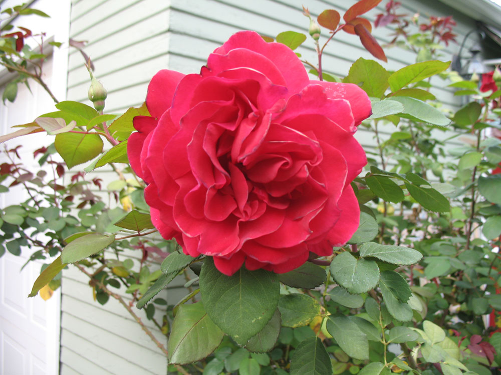 [bloom3.jpg]