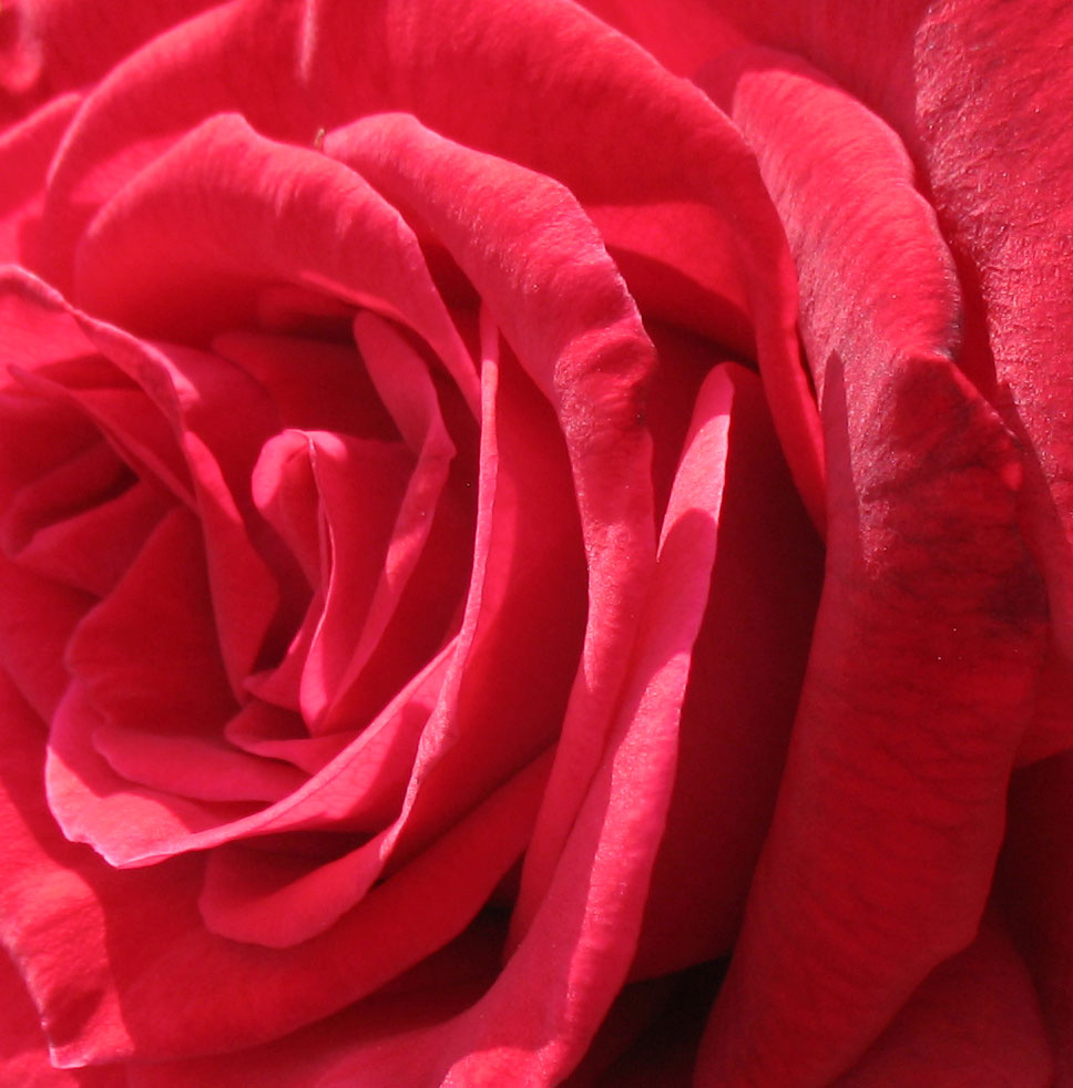 [rose.jpg]