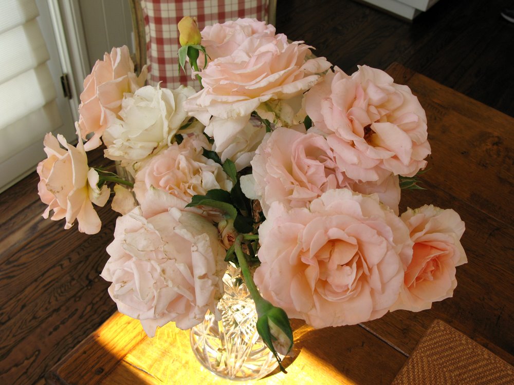 [roses.jpg]