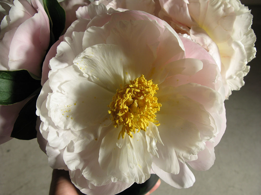 [peonies1.jpg]