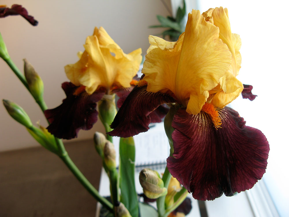 [flower3.jpg]