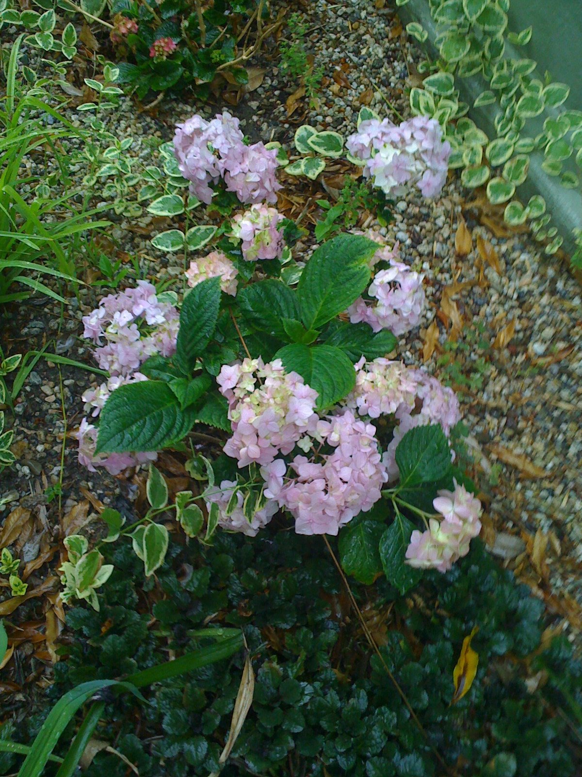 [IMG_0079.JPG]