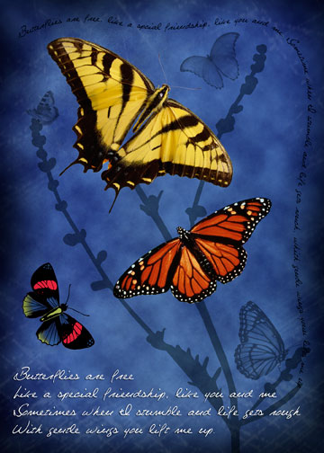 [butterfly_yellow5x7LORES.jpg]