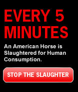 Stand Up For Our Horse Relatives Please