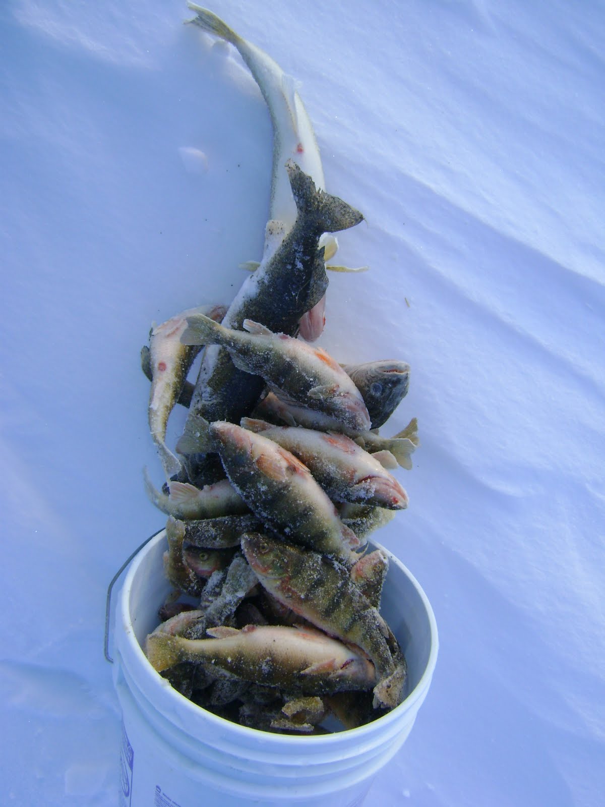 [perch+express+Day+5+022.JPG]