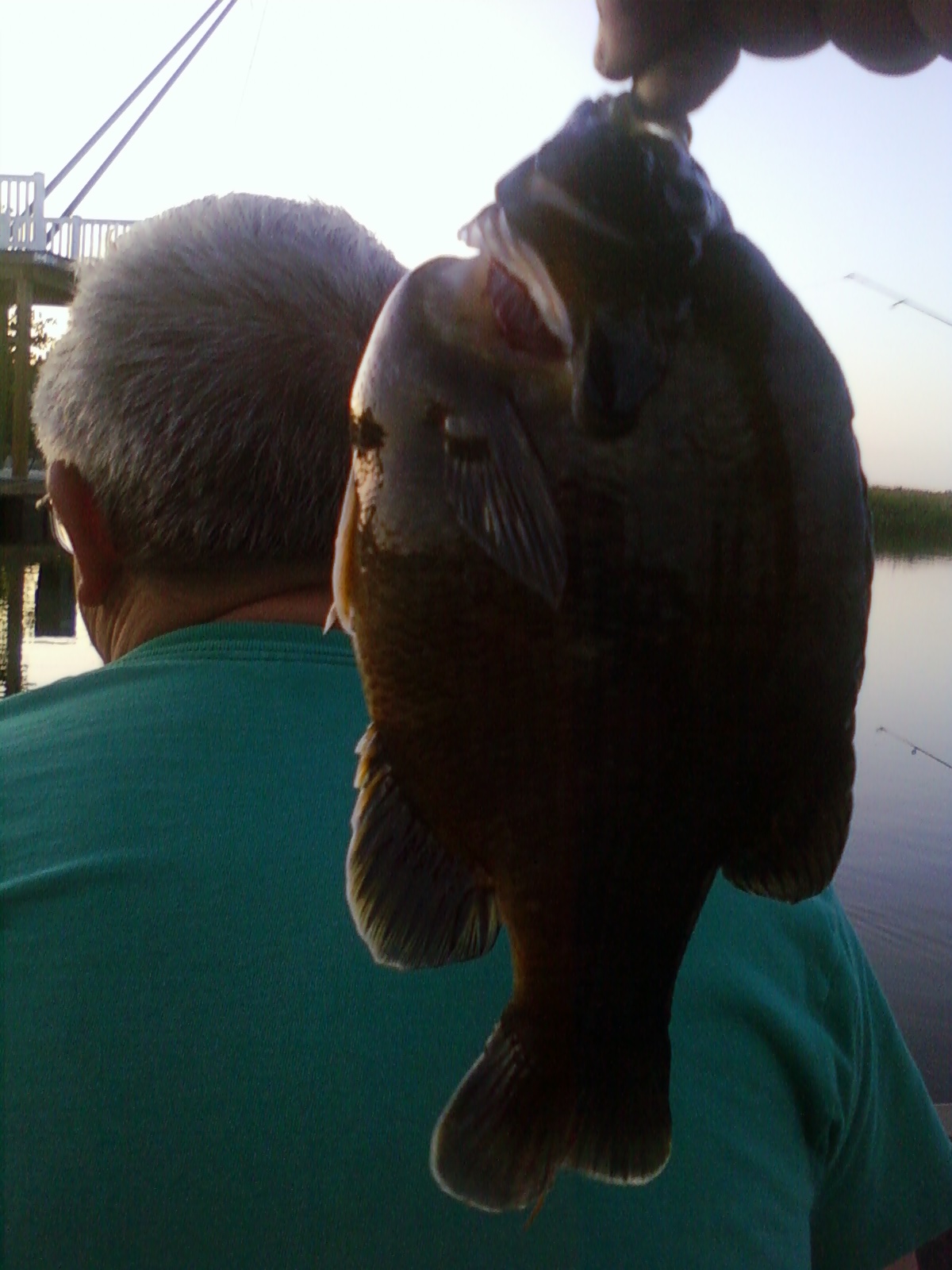 [noah%20catfish%20004.jpg]