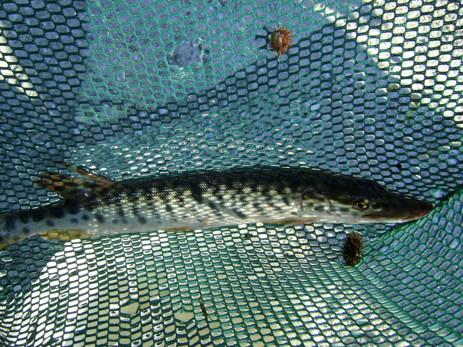 [fish+stocking+001.JPG]