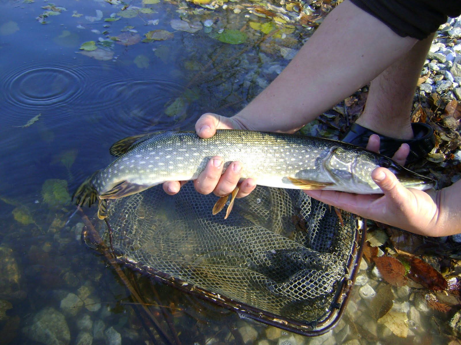 [fish+stocking+013.JPG]