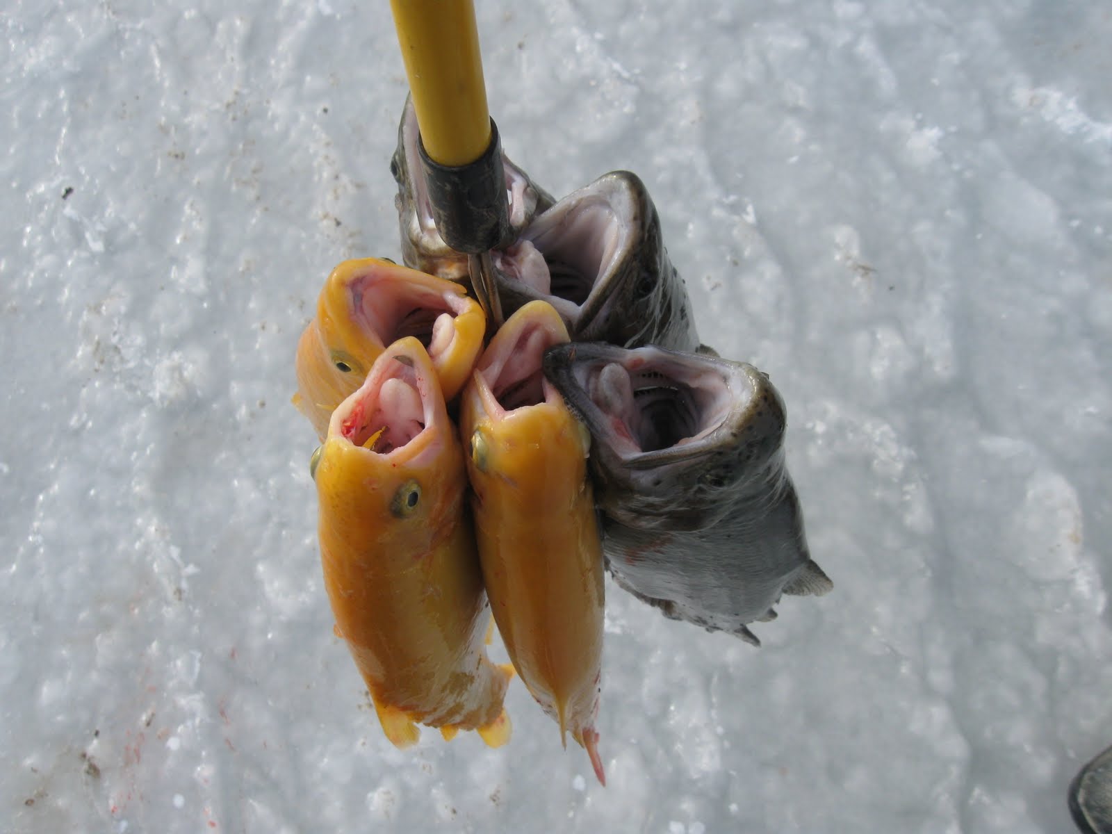 [ice+fishing!+041.JPG]