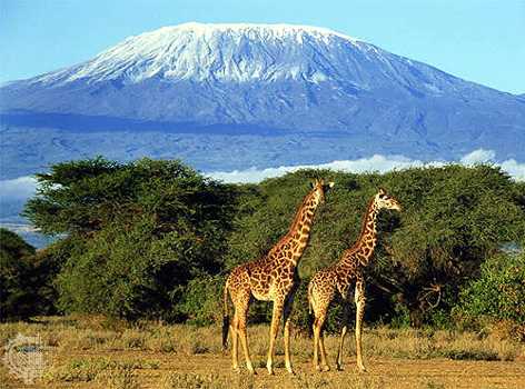 The beauty of Mount Kilimanjaro in Tanzania