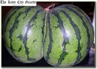 The Kitty City Gazette: Scandalous Watermelon Website Used ...