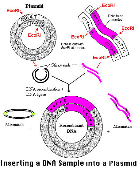 inserting a DNA into a sample