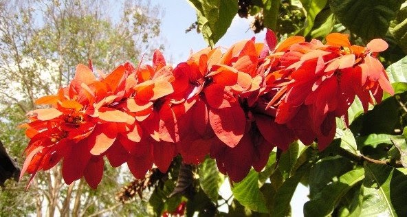 The latest dirt from my garden National Flower of Trinidad