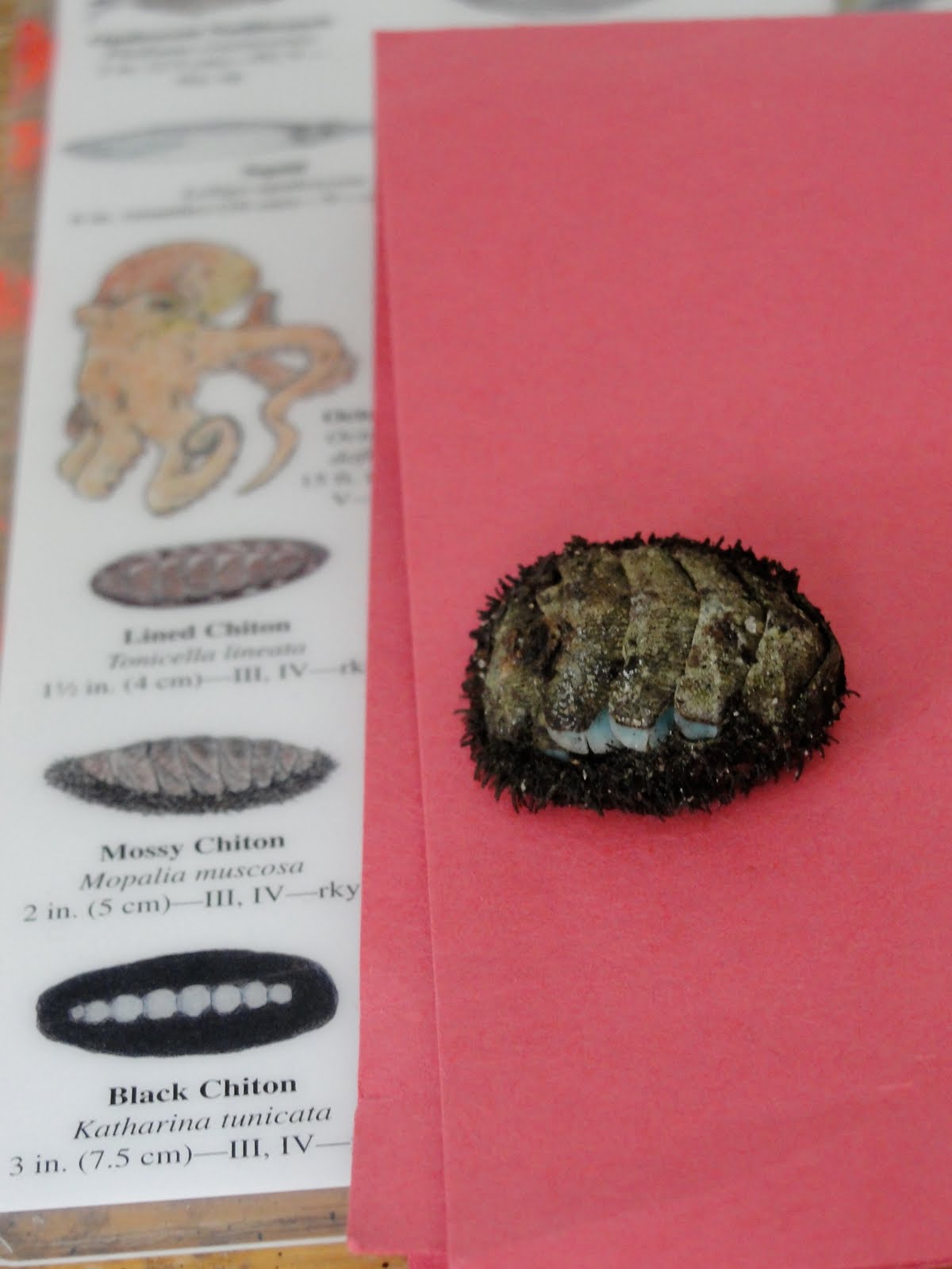 Montessori Elementary at Home Positive Identification