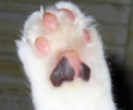kitty paws series #8