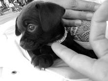 Chihuahua puppie!