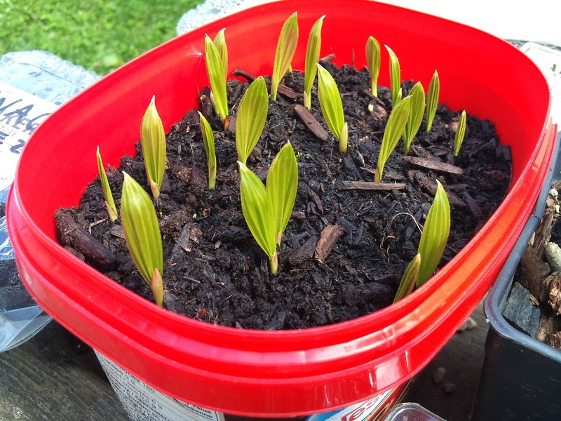 Plant Zone Palm Sprouts & Lithops