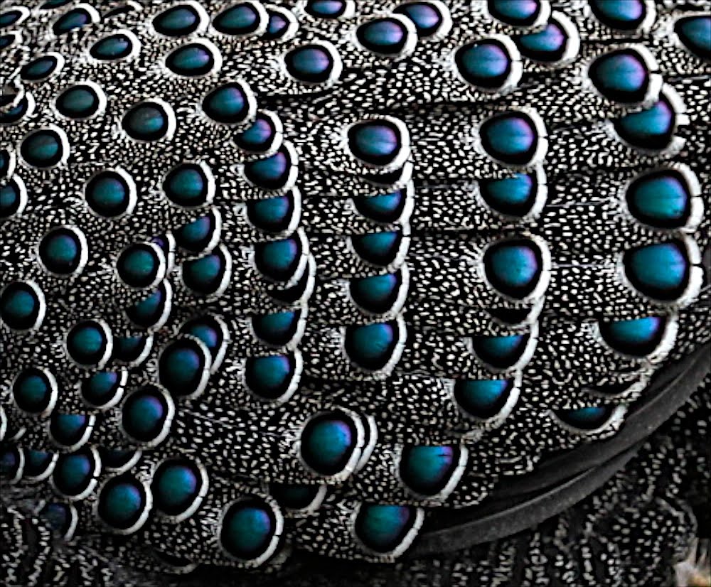 ann miles photography feathers feather patterns