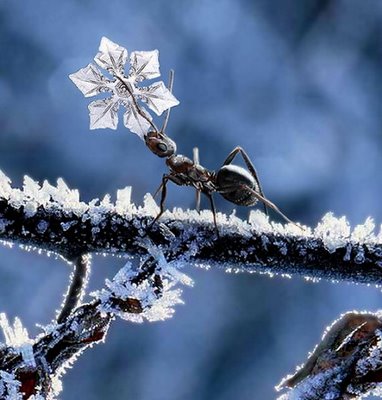 [snowflake-ant-584.jpg]