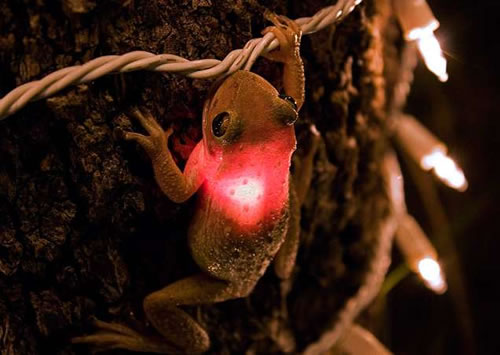 [tree-frog-christmast-light.jpg]