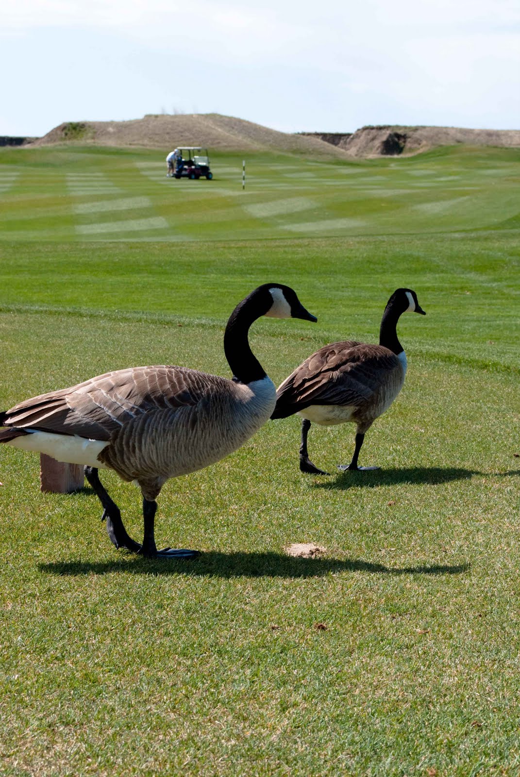 Luke Hansen Photography Desert Blume Golf Course, Medicine Hat Alberta