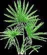 [saw+palmetto.jpg]