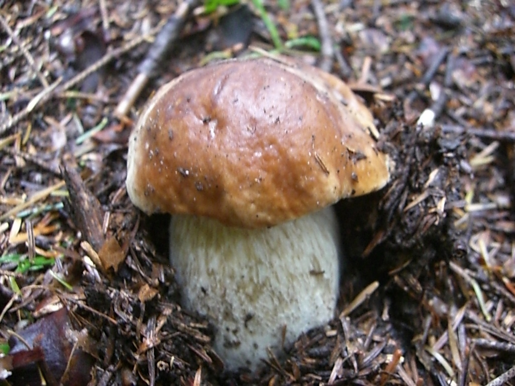 Funghi in Toscana I Porcini 2°