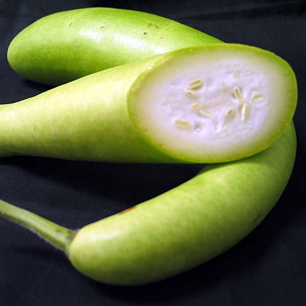 Cultivation Of Bottle Gourd cultivation-of-bottle-gourd