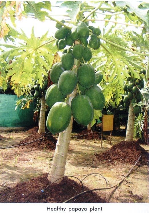 Hybrid Papaya Cultivation India