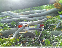 Click for slide show of Nutley NJ storm damage