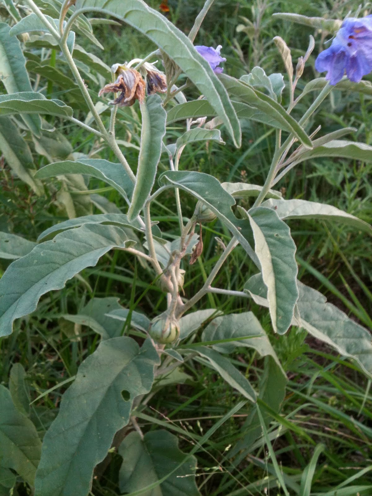 Wyvern Oaks Dangerous to horses Silverleaf Nightshade