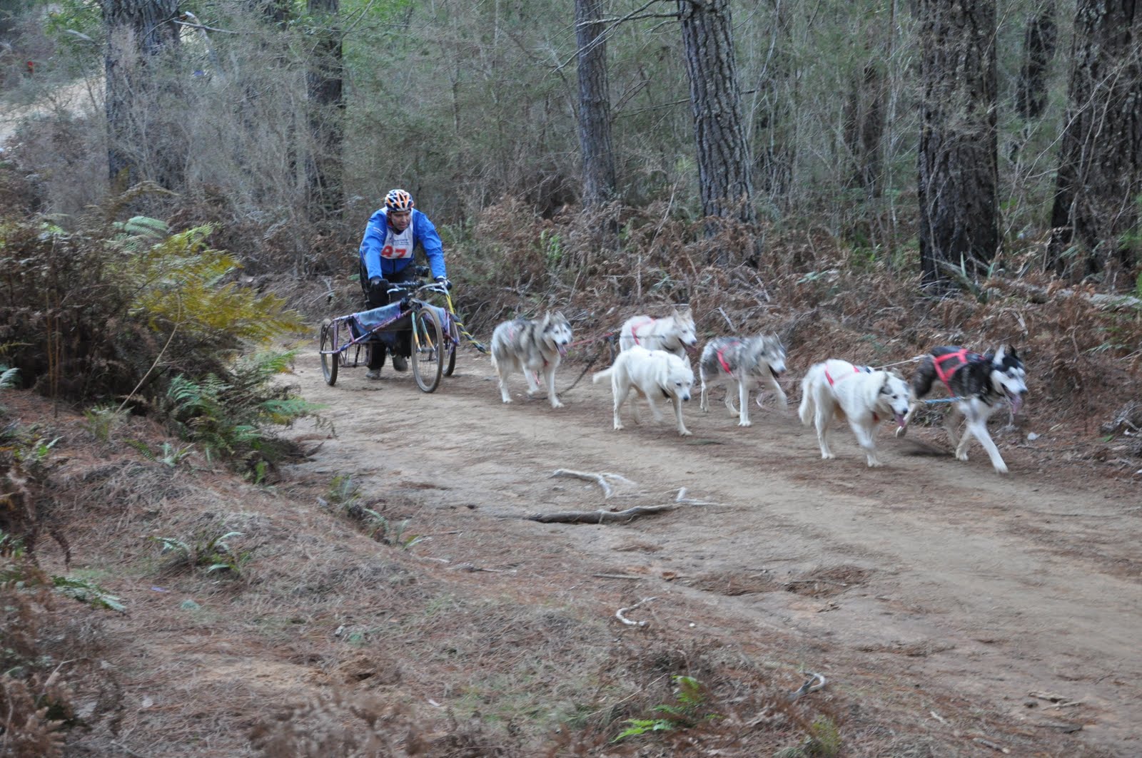 Arthur Stace: SIBERIAN HUSKY DOG RACES