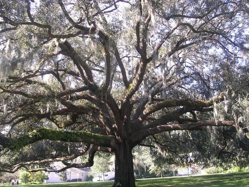 spanish moss tree download spanish moss tree download