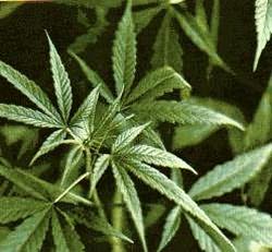 [Marijuana+Plant.jpg]