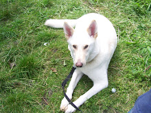 Unser Hund Charlie