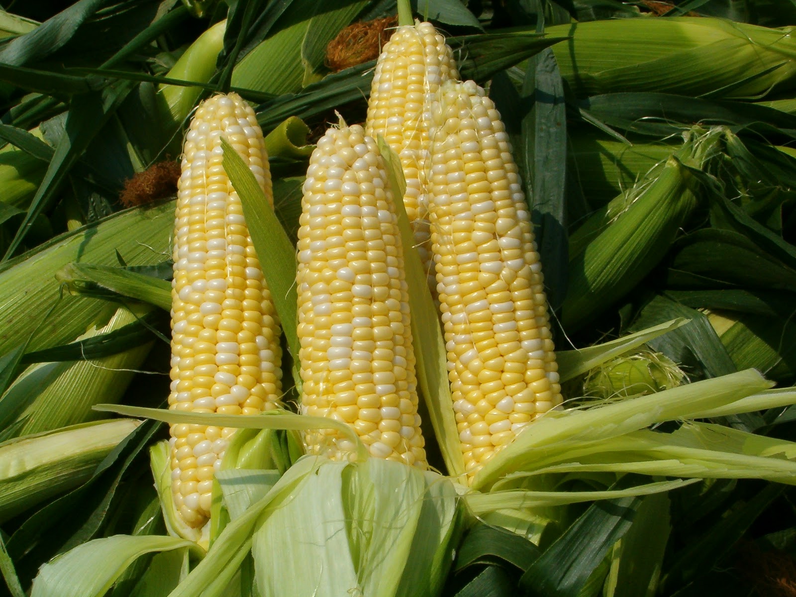 Corn On The Cob Stock Photos and Pictures | Getty Images