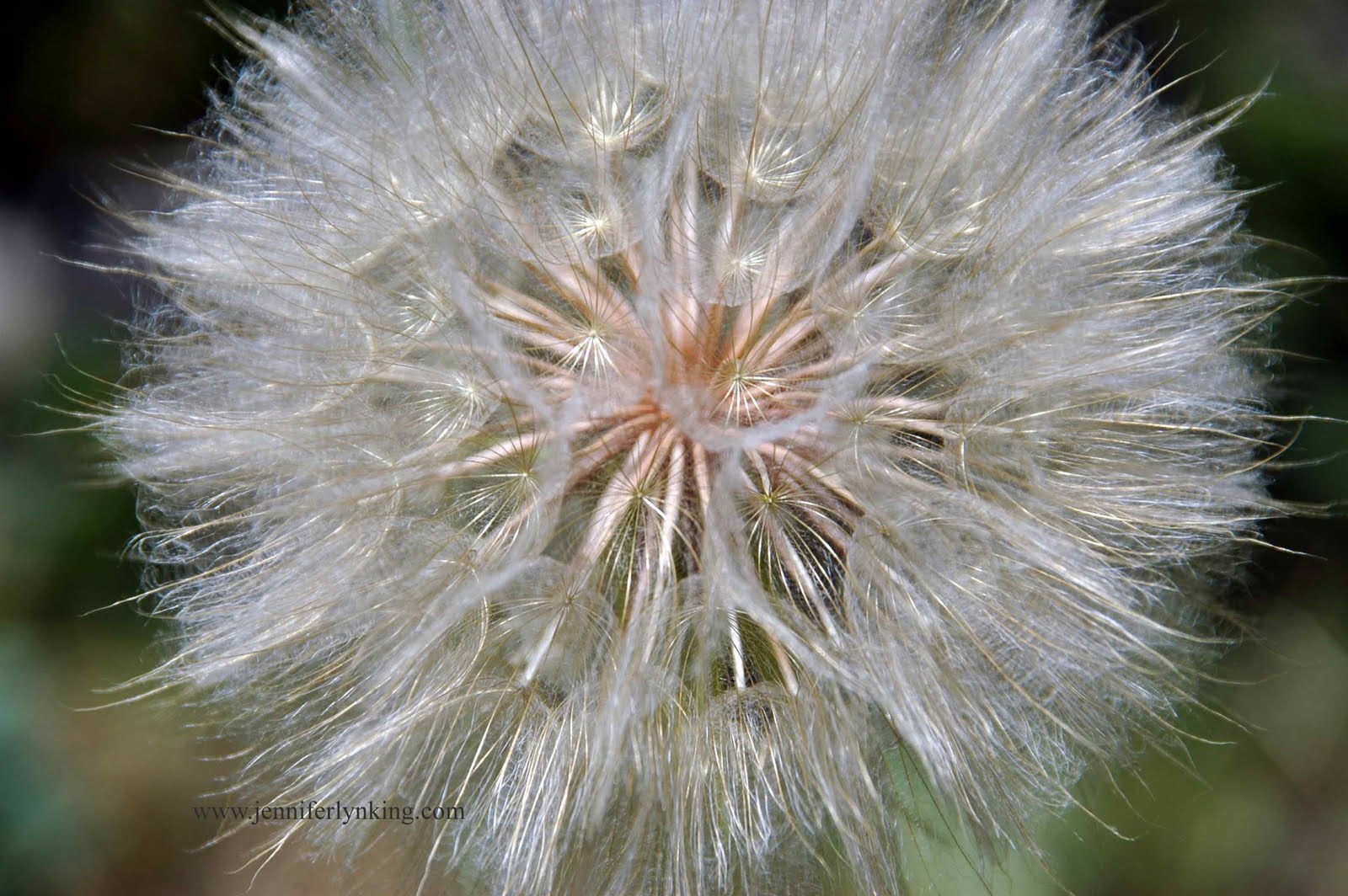 The View through My Lens: Dandelions Can Be People, too