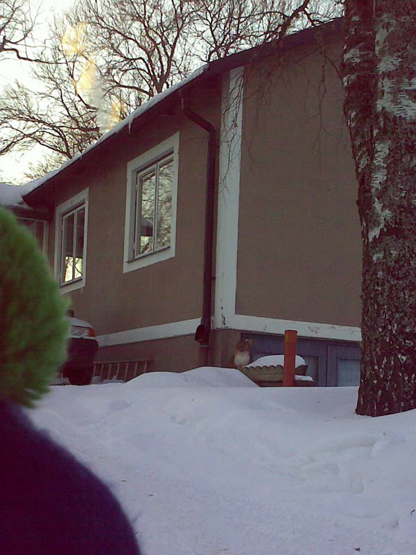 [20100305_hemma_räv.jpg]