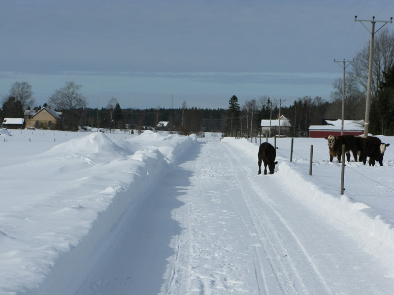 [20100307_kossor_vägen.jpg]