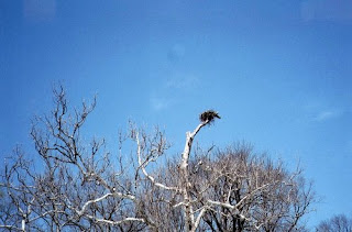 Osprey Nest, Mount Vernon