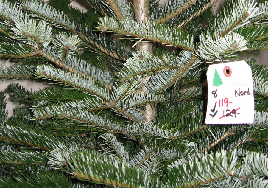 [nord-tree-la-expensive.jpg]