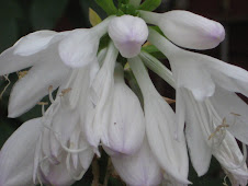 hosta blooms