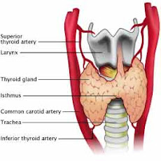 Your Thyroid Gland