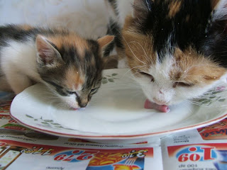 My cats blog: Can cats drink cow milk?