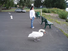 swan and me