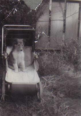 Lassie in Baby Carriage - 1952