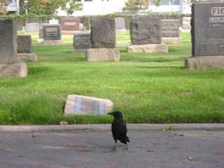 a Woodlawn crow