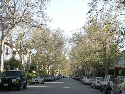Lovely Tree-Lined Sycamore Street